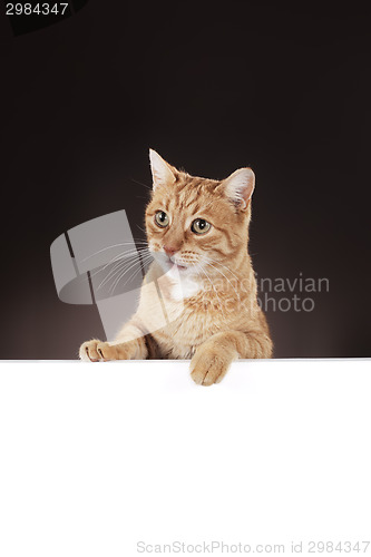 Image of Ginger Cat