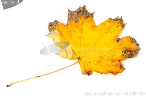 Image of Yellow dried autumn maple-leaf