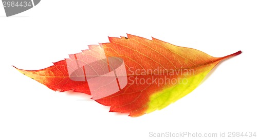 Image of Multicolor autumn leaf