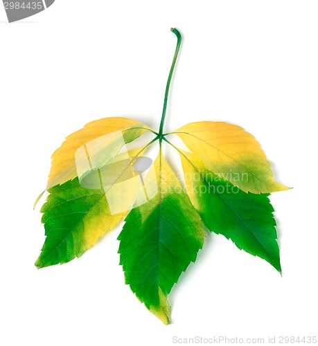 Image of Multicolor virginia creeper leaves