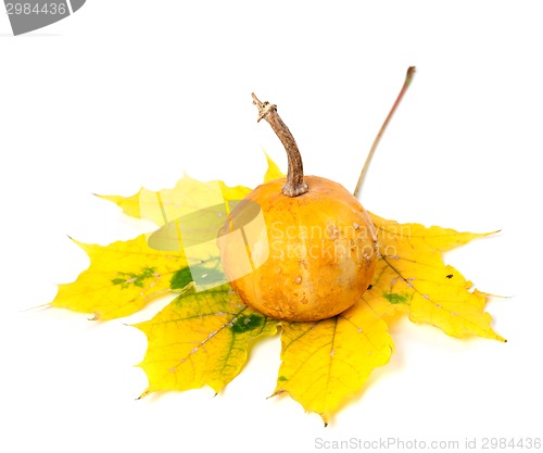 Image of Orange decorative pumpkin on yellowed maple leaf