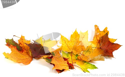 Image of Dry multicolor maple-leafs on white background
