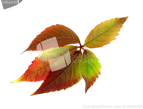 Image of Autumn multicolor grapes leaf. Parthenocissus quinquefolia folia
