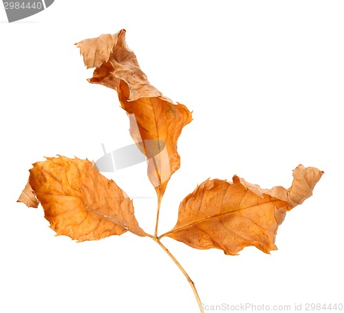 Image of Dried autumn leaf. Close-up view.