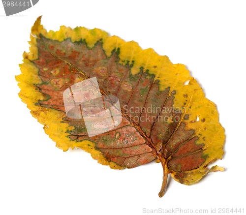 Image of Dry autumn leaf 