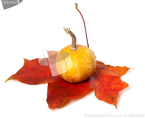 Image of Small decorative pumpkin on red autumn maple-leaf