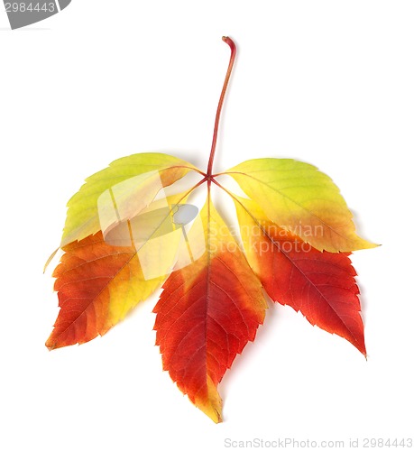 Image of Multicolor autumn virginia creeper leaves