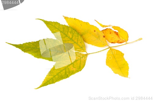 Image of Yellowed autumn leaf 