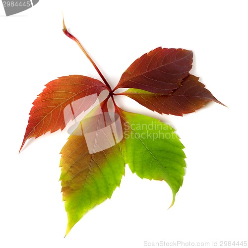 Image of Multicolor autumn grapes leaf 