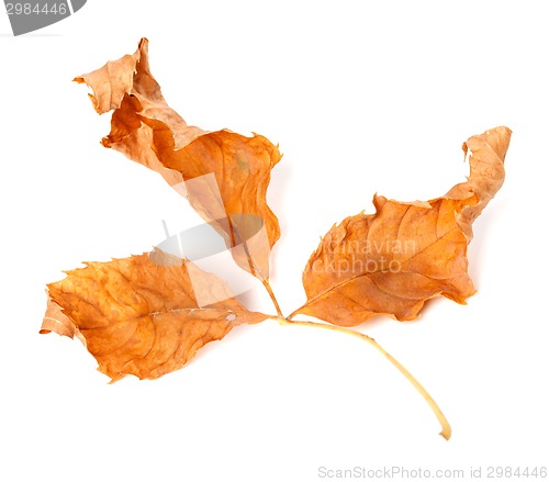 Image of Dried yellowed autumn leaf