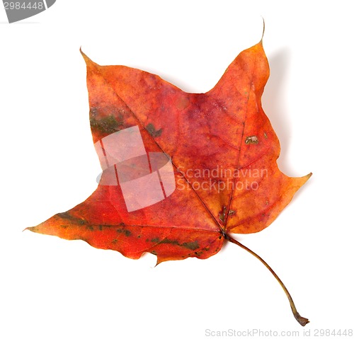 Image of Red autumn maple leaf