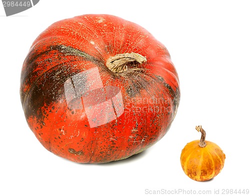 Image of Small and big ripe pumpkins