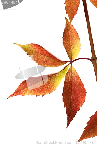 Image of Autumn grapes leaves (Parthenocissus quinquefolia foliage)