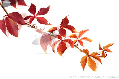 Image of Branch of red autumn grapes leaves