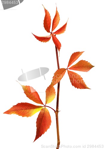 Image of Branch of autumn grapes leaves (Parthenocissus quinquefolia foli