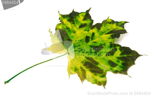 Image of Multicolor maple leaf