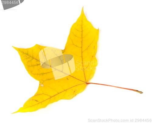 Image of Autumn yellowed leaf