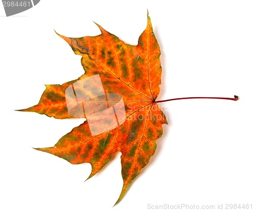 Image of Multicolor autumn maple-leaf 