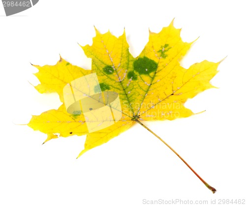 Image of Yellowed autumn maple-leaf