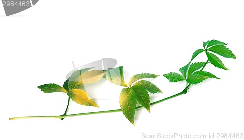 Image of Branch of green grapes leaves 