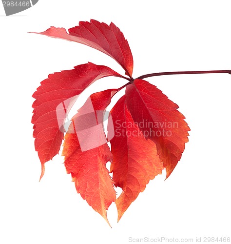 Image of Red autumn virginia creeper leaves