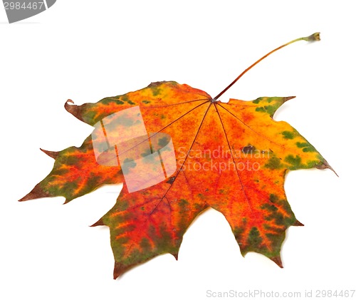 Image of Multicolor autumn maple-leaf