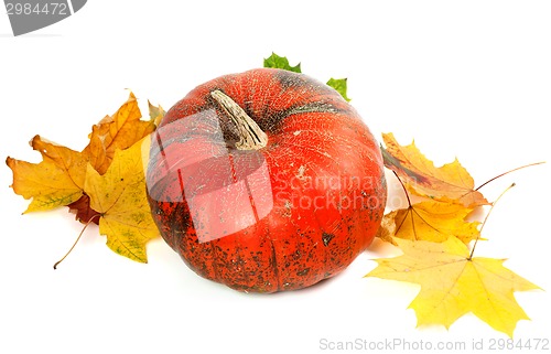 Image of Red ripe pumpkin and autumn yellowed leaves
