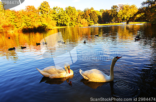 Image of Graceful swan