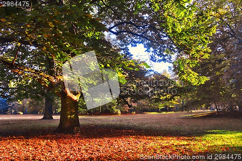 Image of Mighty oak tree  