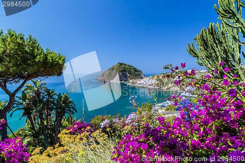 Image of Ischia and Bougainvillea glabra