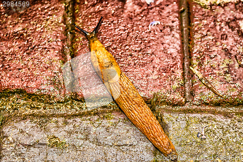 Image of snail on floor