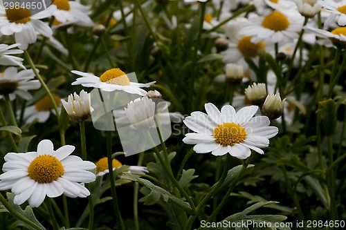 Image of daisies