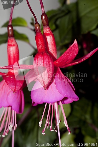 Image of fuchsia