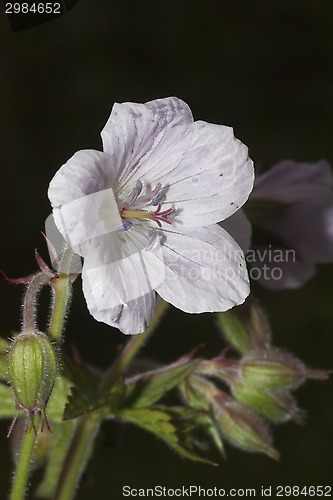 Image of woodland cranesbill