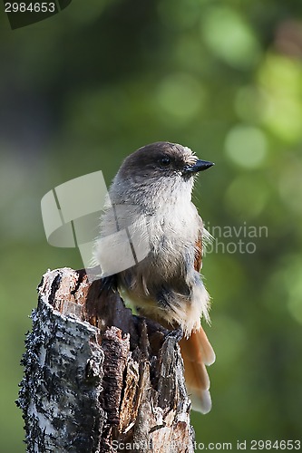 Image of siberian jay
