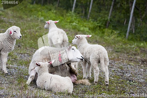 Image of sheep by the road