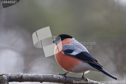 Image of bullfinch