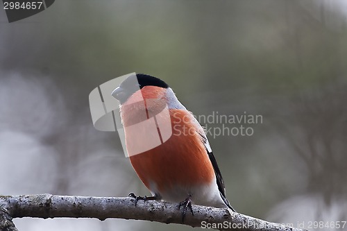 Image of male bullfinch