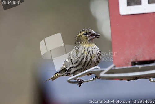 Image of female siskin