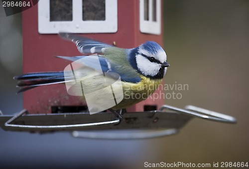 Image of blue tit