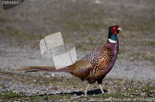 Image of pheasant