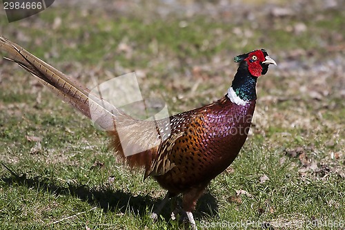 Image of pheasant