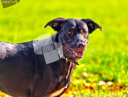 Image of Cute dog