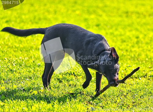 Image of Cute dog