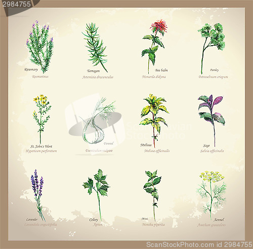 Image of Illustration Spicy and curative herbs. Collection of fresh herbs