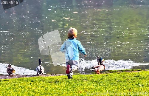 Image of Small boy with mallards