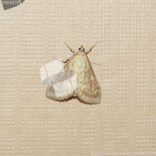 Image of Moth butterfly