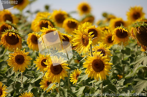 Image of Sunflowers swaying in the wind close to