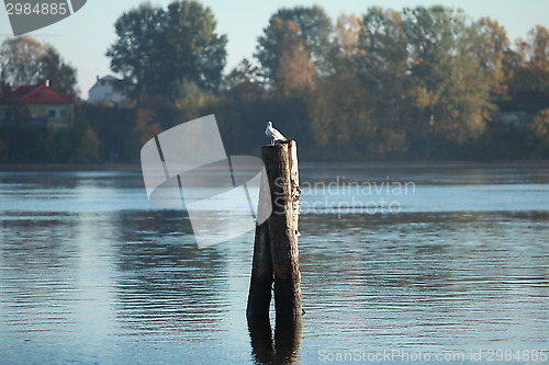 Image of lonely seagulls in the pile