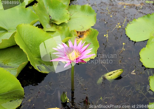 Image of water lily in Thailand